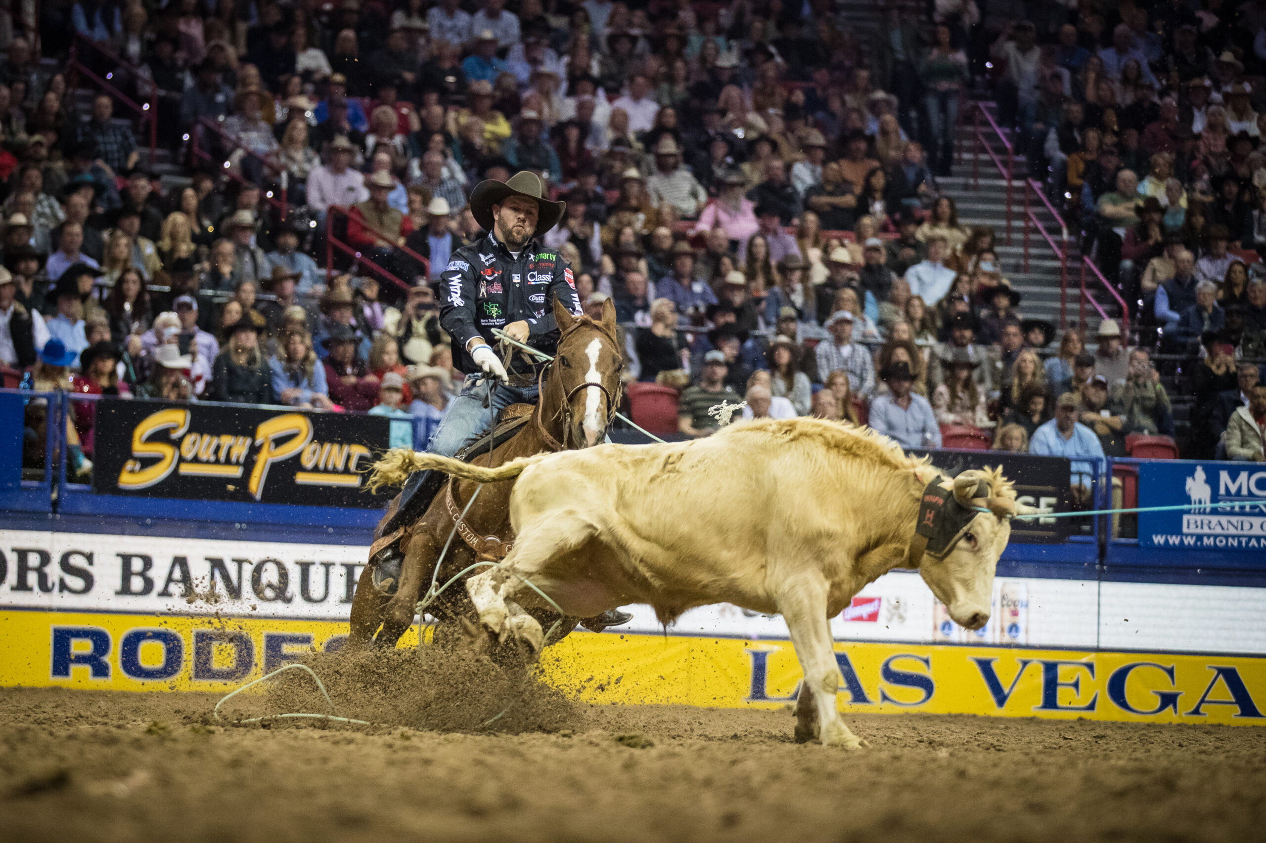 Round 6 NFR Team Roping Cattle Report The Team Roping Journal