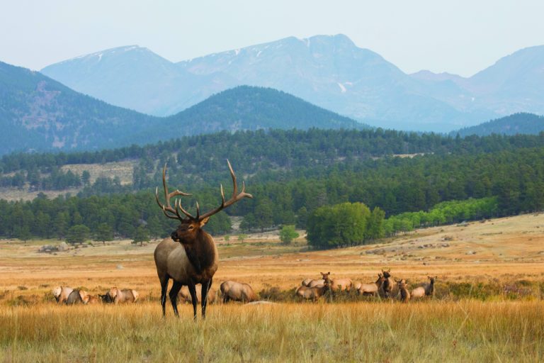 Bull elk stands in front of elk herd grazing in mountain meadow.