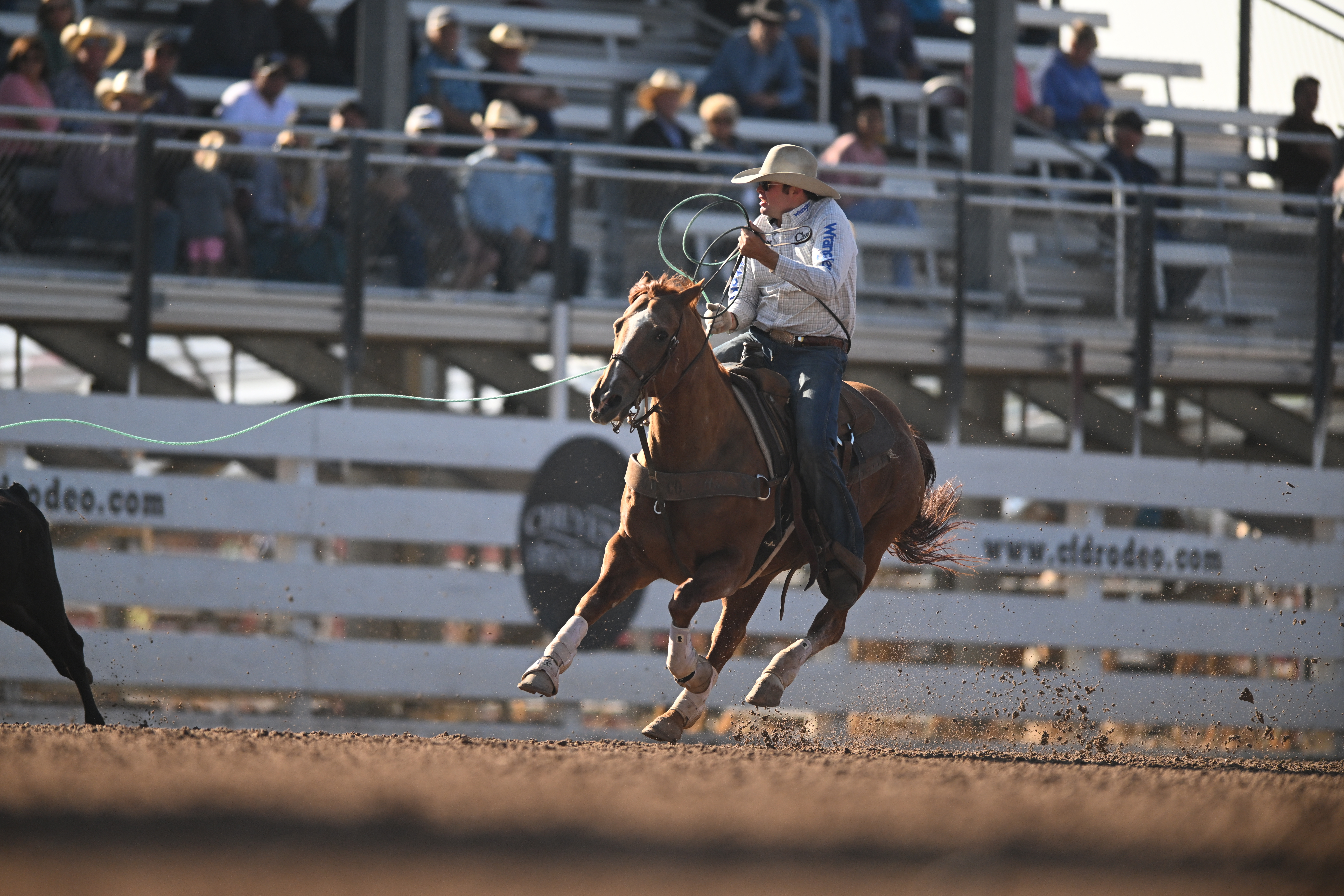 Jake Clay heading a steer at the 2023 Cheyenne Frontier Days.